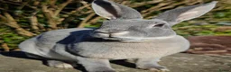 Rex rabbits for sale: Mini Rex Rabbits  - Advert 18