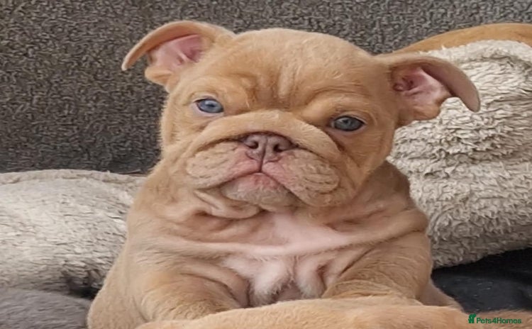 English Bulldog dogs - Advert 1