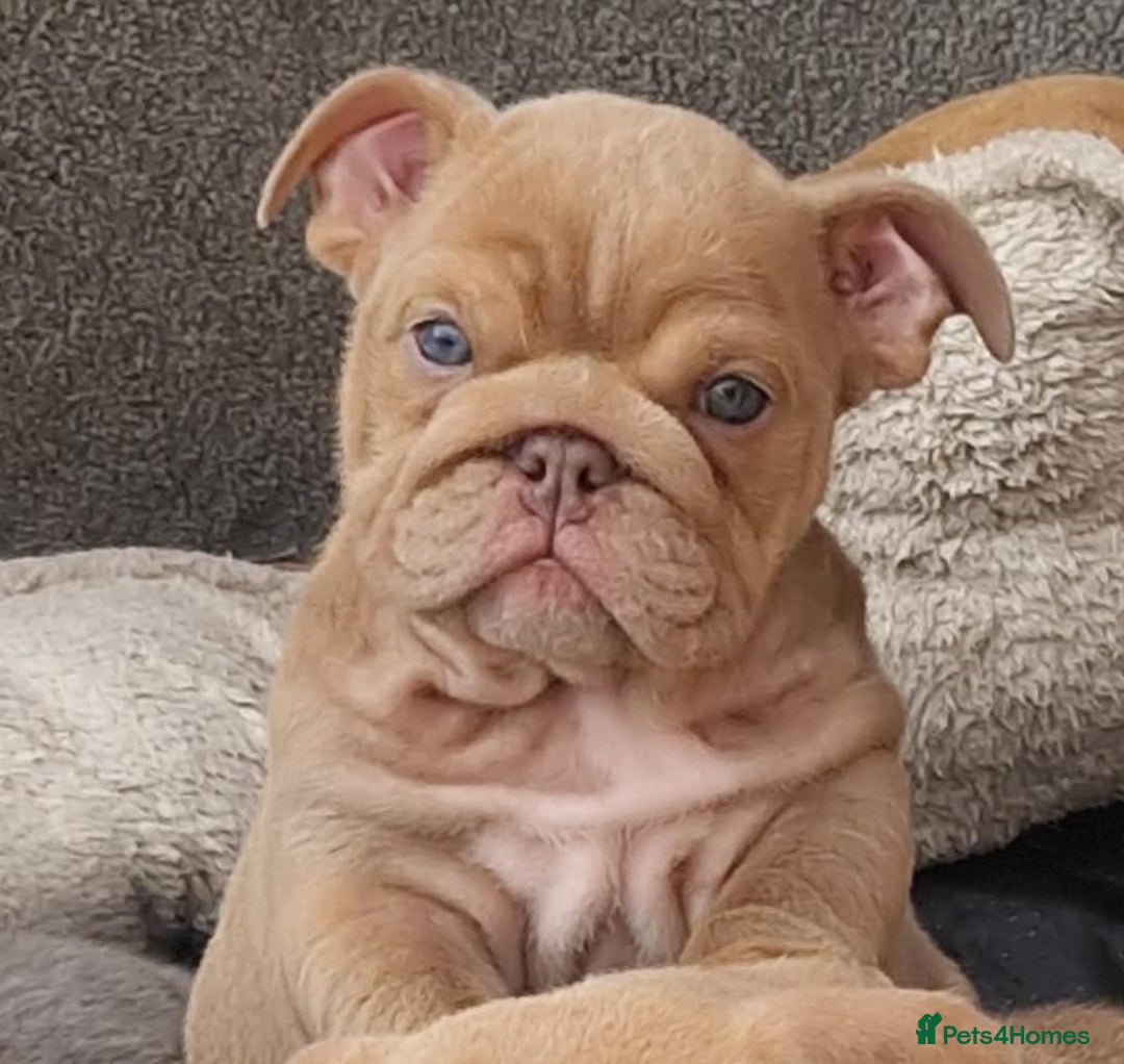 English Bulldog dogs for sale: ADORABLE ENGLISH BULLDOG PUPPYS  - Image 1