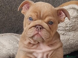 English Bulldog dogs - Advert 17