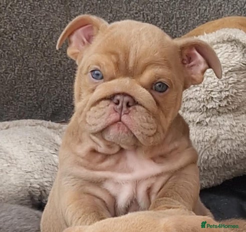 English Bulldog dogs - Advert 2