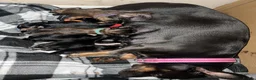 Chiweenie dogs for sale: 8 beautiful chiweenie‘s for sale - Advert 16