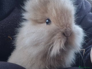 Mini Lop rabbits Mini lop and lion heads. ready to reserve - Advert 7