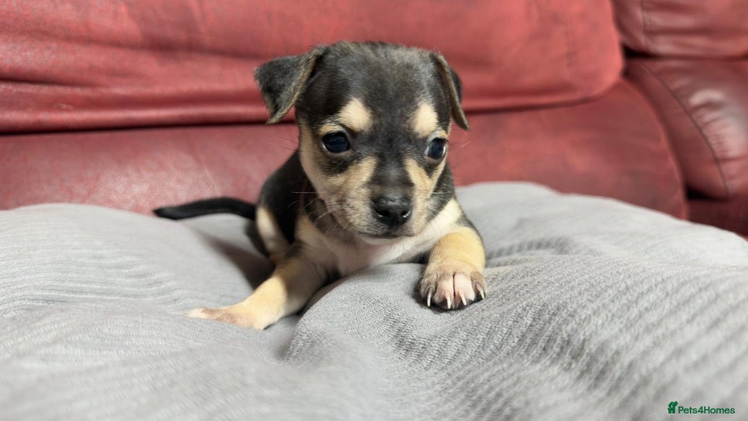Chihuahua dogs for sale: Chihuahua Boys  - Image 10