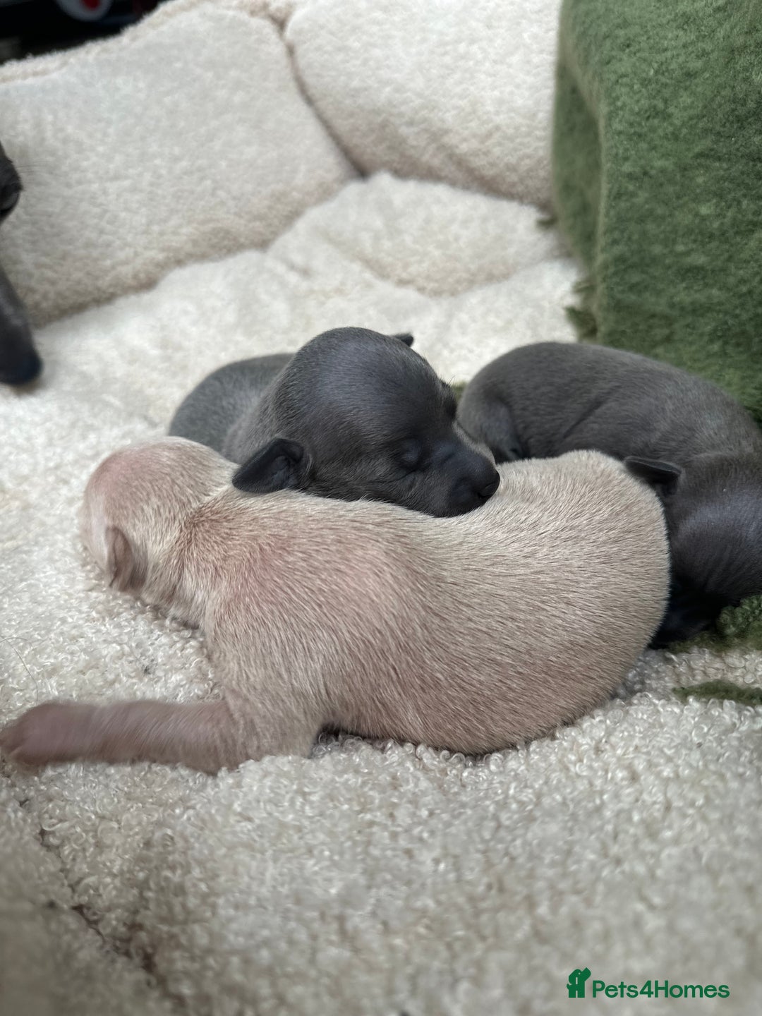 Italian Greyhound dogs for sale: Beautiful Italian greyhounds - Polish Bloodlines - Image 19