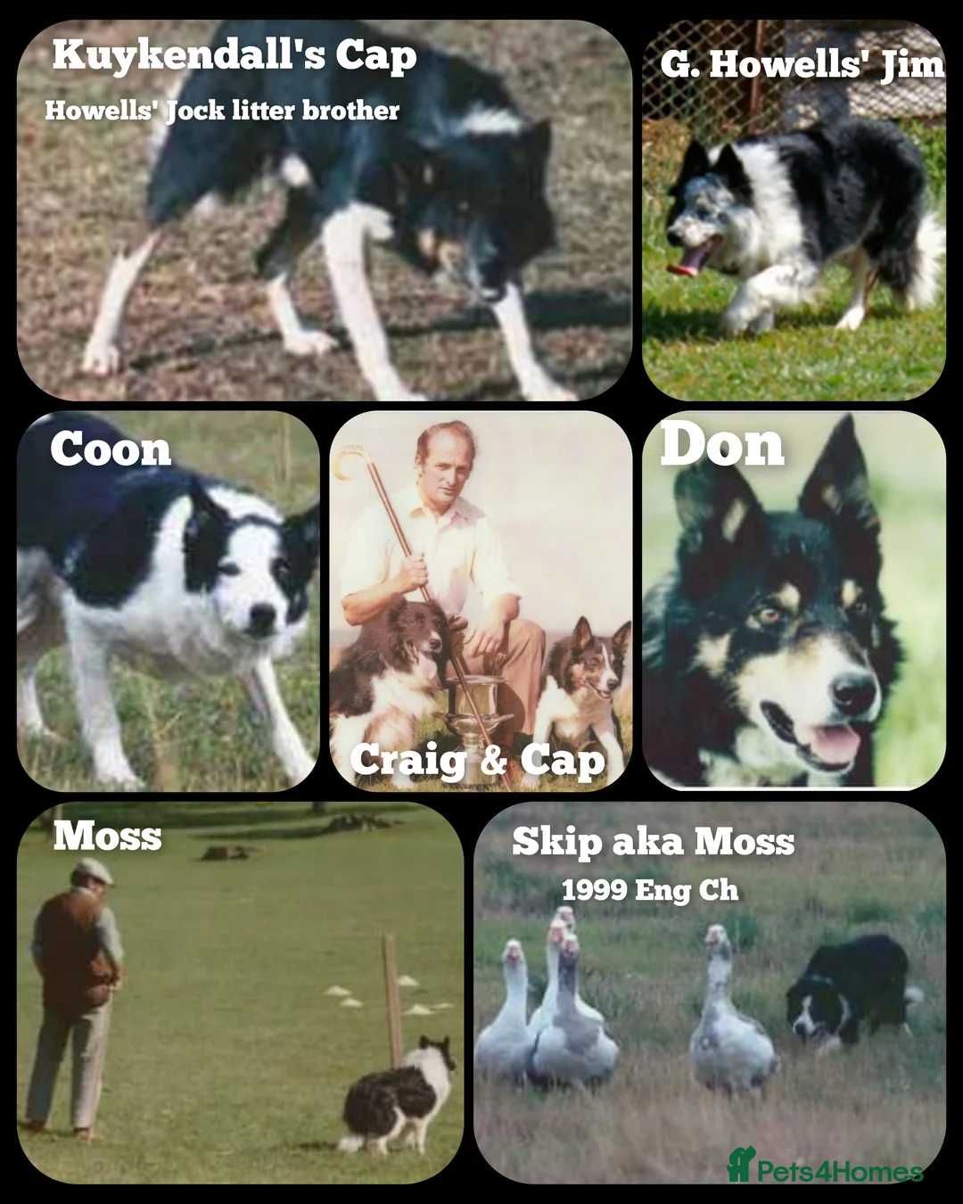 Border Collie dogs for stud: ISDS&KC Fully Tested Border Collie for Stud in Bicester - Advert 33