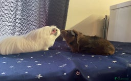 Guinea Pig rodents for sale: Two Bonded Piggies Looking for a New Family - Image 3