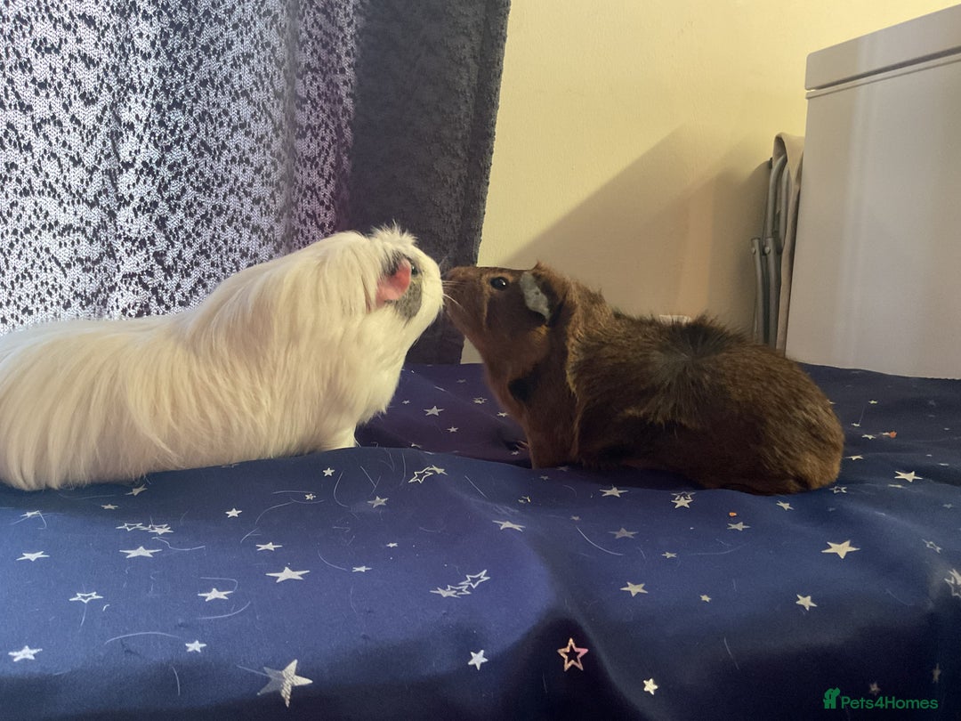 Guinea Pig rodents for sale: Two Bonded Piggies Looking for a New Family - Image 3
