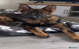 German Shepherd dogs for sale: Stunning make GSD for sale.  - Image 2