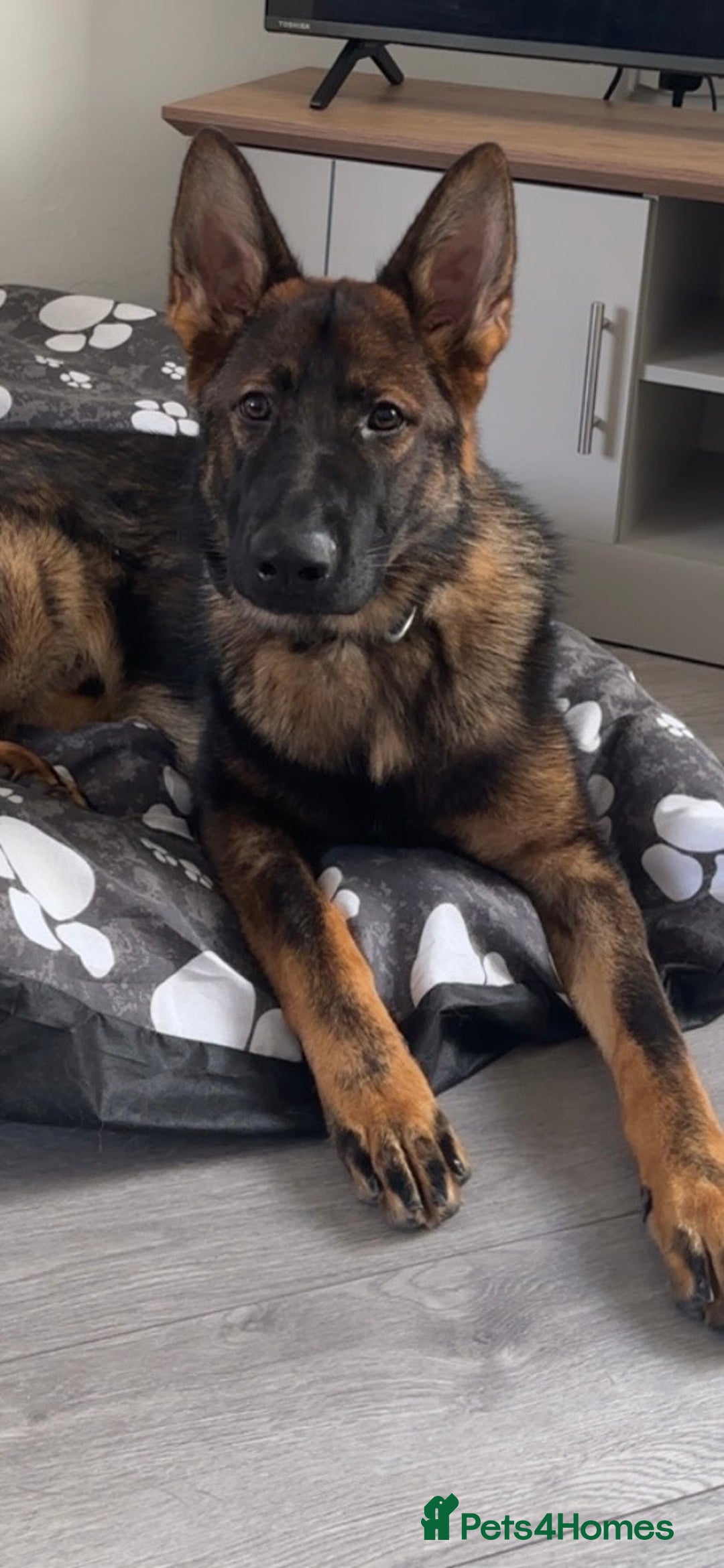 German Shepherd dogs for sale: Stunning make GSD for sale.  - Image 2