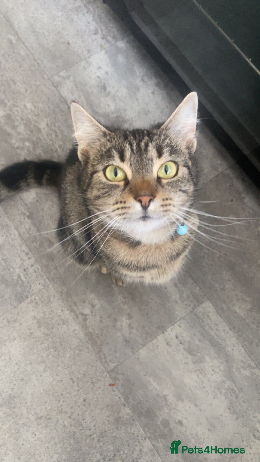 British Shorthair cats for sale: 2 female tabby kittens  - Advert 1