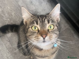 British Shorthair cats 2 female tabby kittens - Advert 2