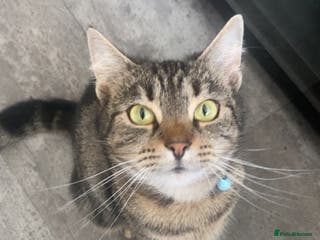 British Shorthair cats 2 female tabby kittens - Advert 18