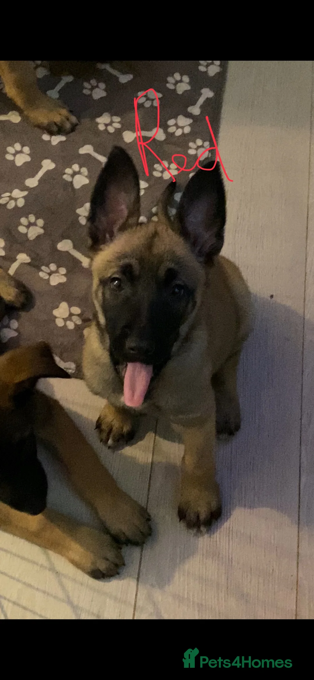 Belgian Shepherd Dog dogs for sale: Belgian Malinois - Advert 1