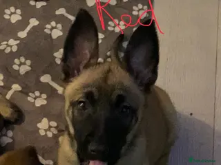 Belgian Shepherd Dog dogs Belgian Malinois - Advert 10