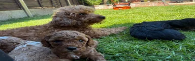 Cavapoo Puppy 4