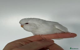 Budgerigars birds for sale: Young budgies happy&healthy in London - Image 20