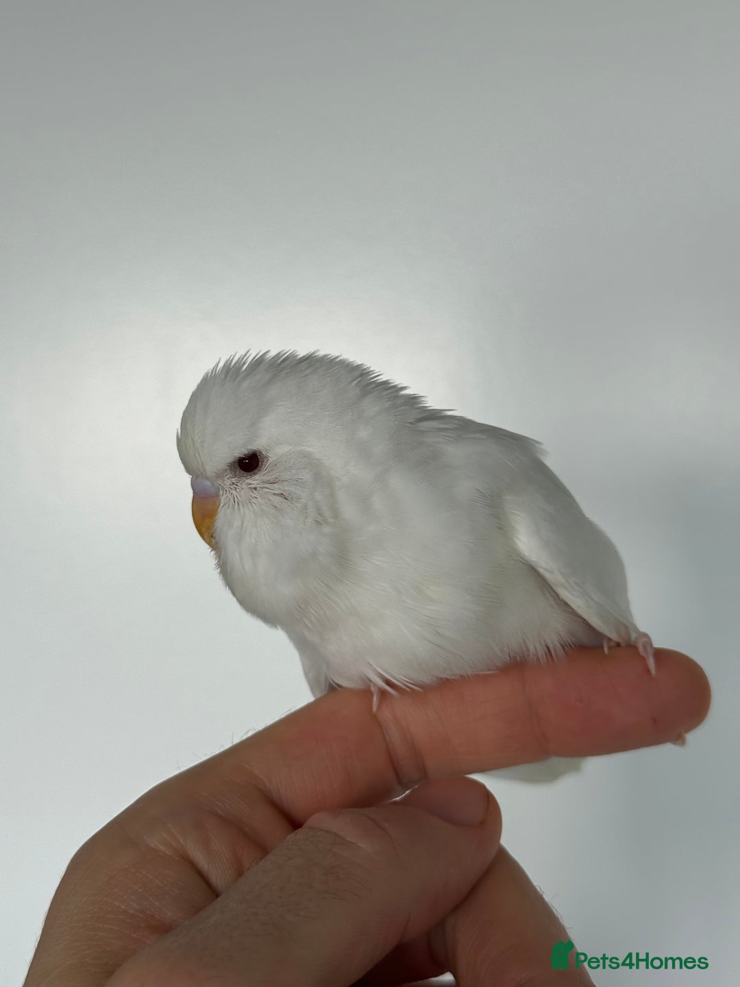 Budgerigars birds for sale: Young budgies happy&healthy in London - Image 20