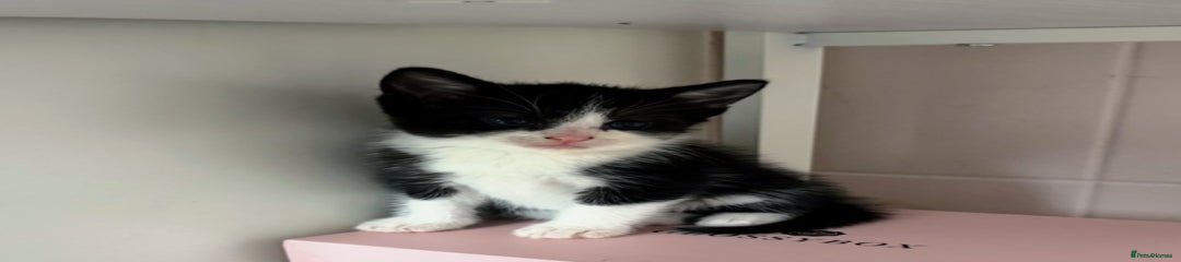 Black & White Boy - Kitten 2