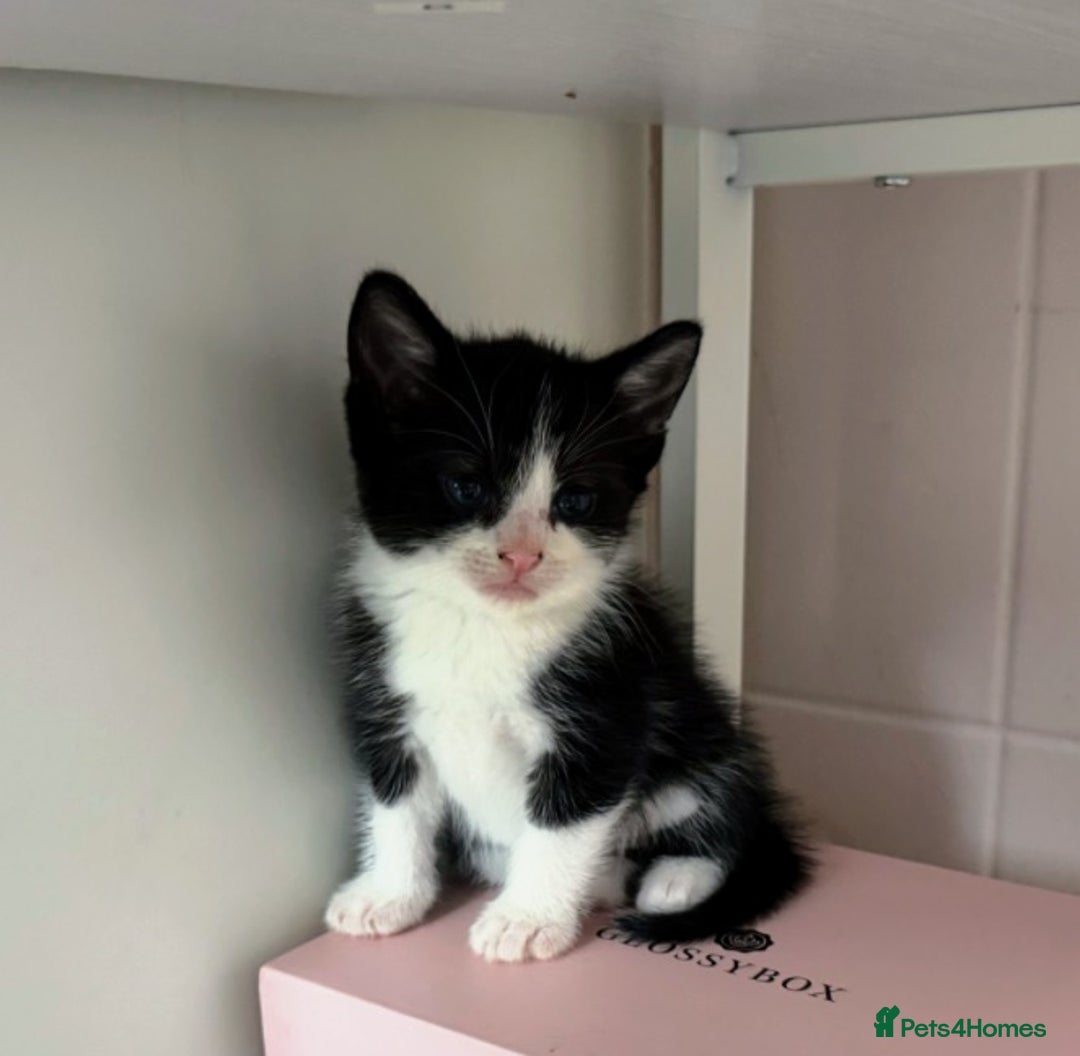 Mixed Breed cats for sale: Adorable kittens for sale - Image 2