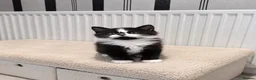 Mixed Breed cats for sale: 4 gorgeous female black and white kittens. - Advert 3