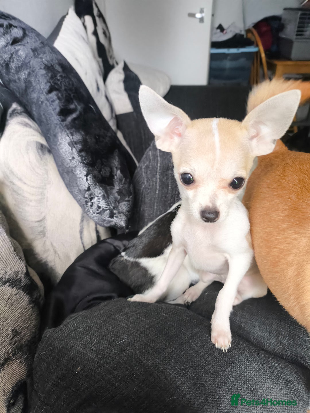 Chihuahua dogs for sale: Gorgeous tiny chibuahuas - Image 11