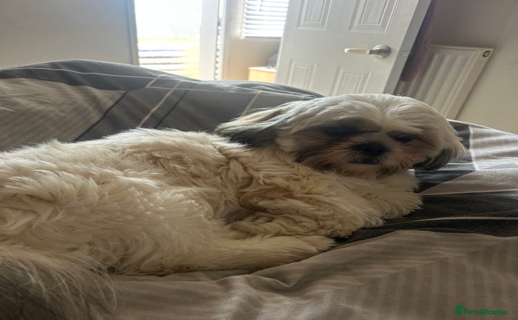 Shih Tzu dogs - Advert 13