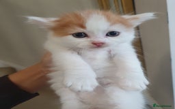 Mixed Breed cats for sale: Maincoon/ragdoll&Siberian kittens [price varies] - Image 13