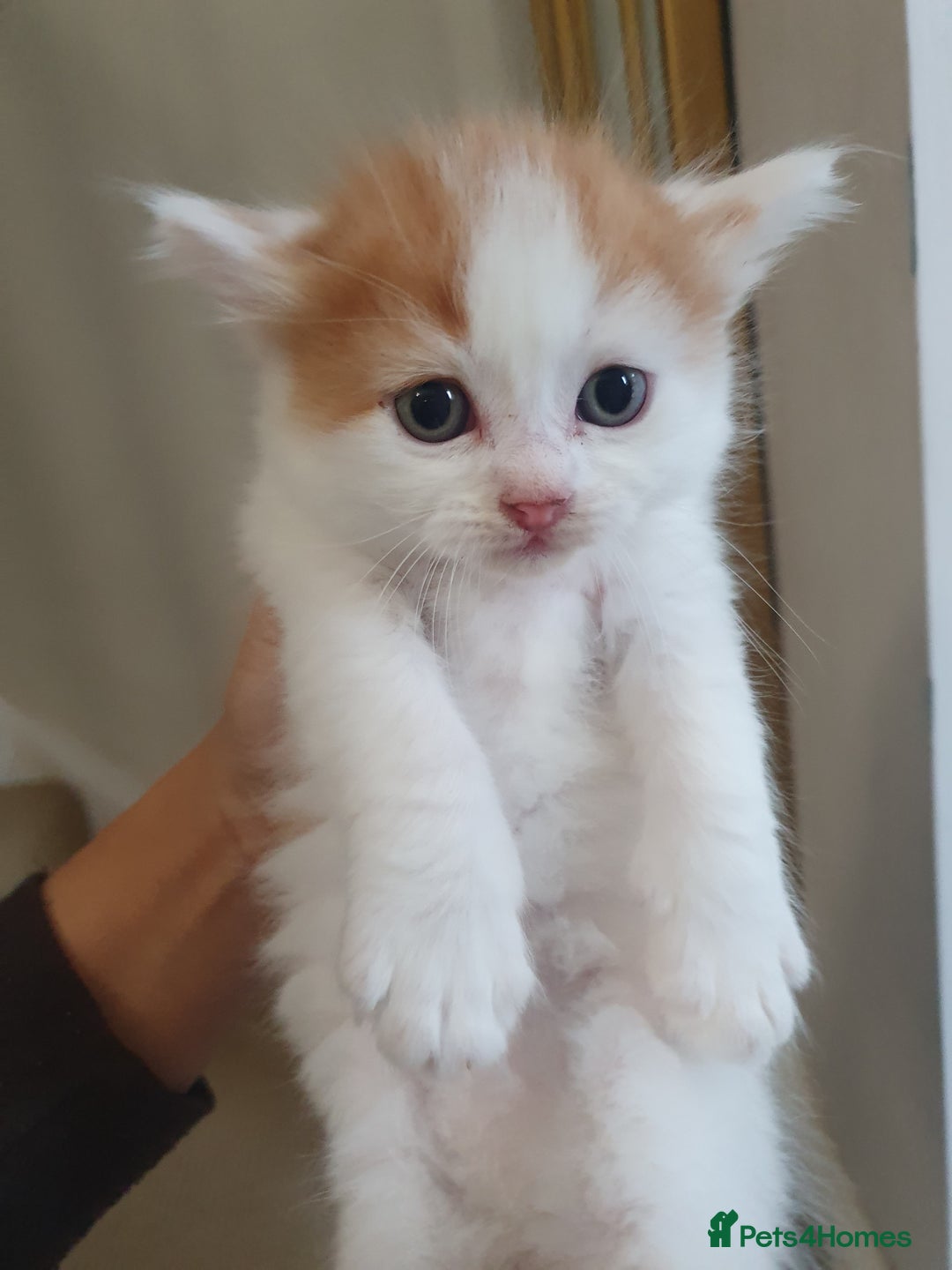 Mixed Breed cats for sale: Maincoon/ragdoll&Siberian kittens [price varies] - Image 13