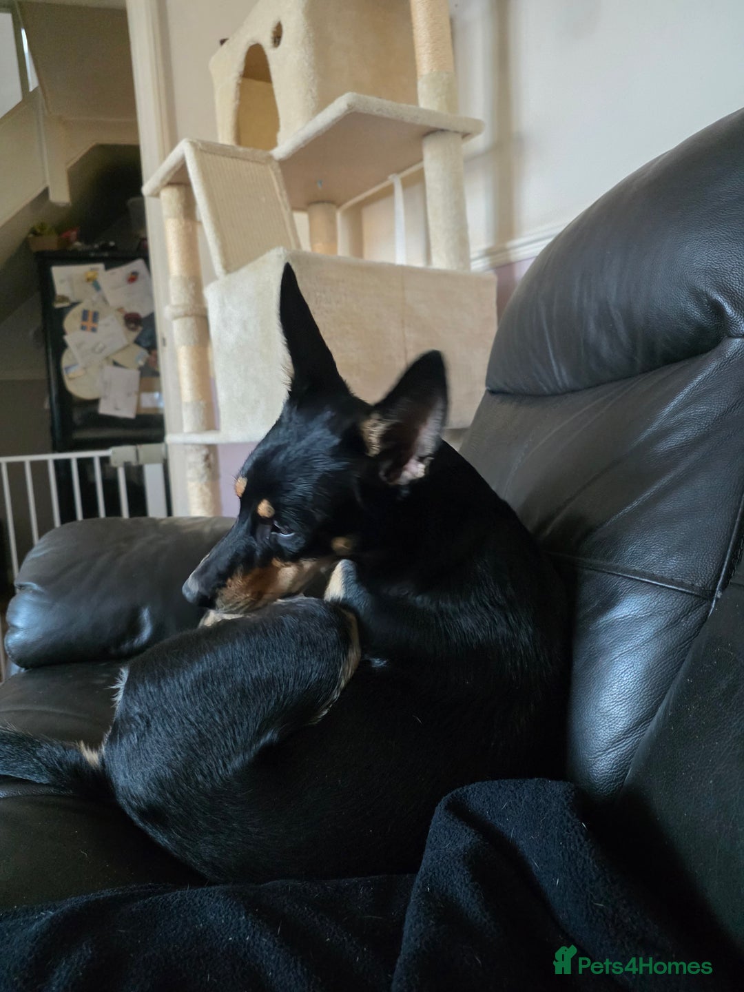 Australian Kelpie dogs for sale: 9 month old Australian Kelpie for Rehoming - Advert 5