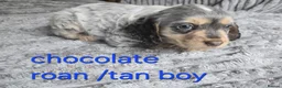 Cocker Spaniel dogs for sale: Beautiful working cocker spaniel puppies  - Advert 8