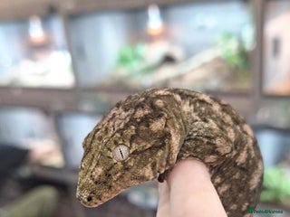 Gecko reptiles - Advert 5