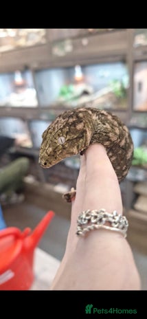 Gecko reptiles - Advert 1