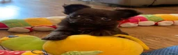 Chihuahua dogs for sale:  TINY CHOCOLATE LONGCOAT BOY - Advert 9