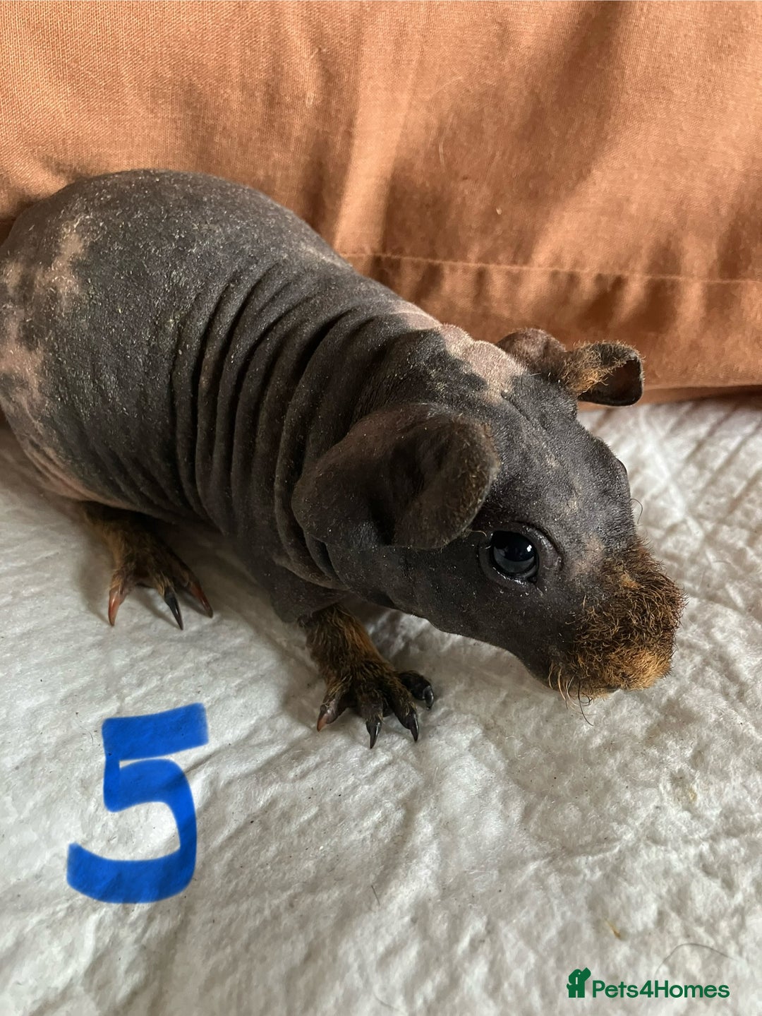 Guinea Pig rodents for sale: Well handled skinny pigs.  - Image 10