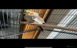 Cockatiels birds for sale: Cockatiels Quick Sell - Image 2