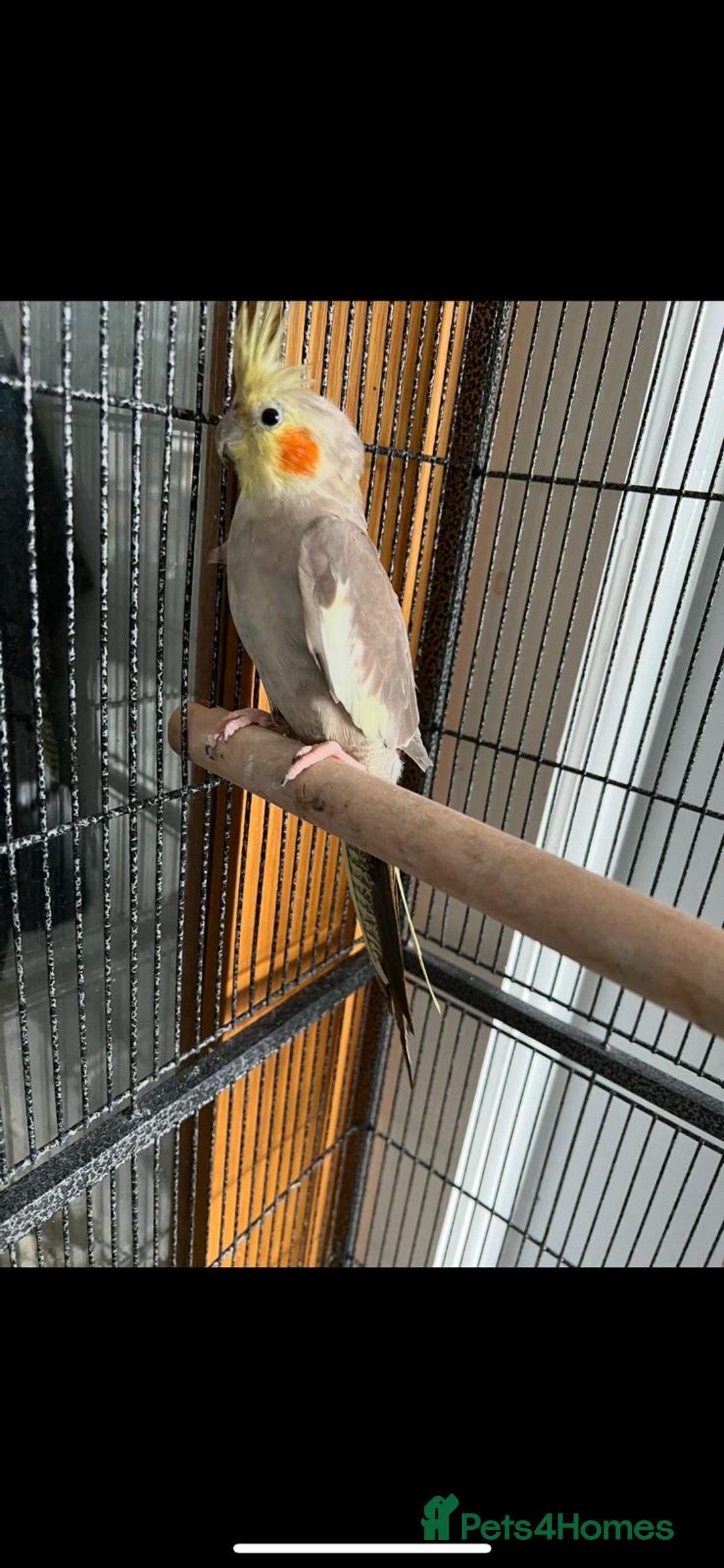 Cockatiels birds for sale: Cockatiels Quick Sell - Image 2