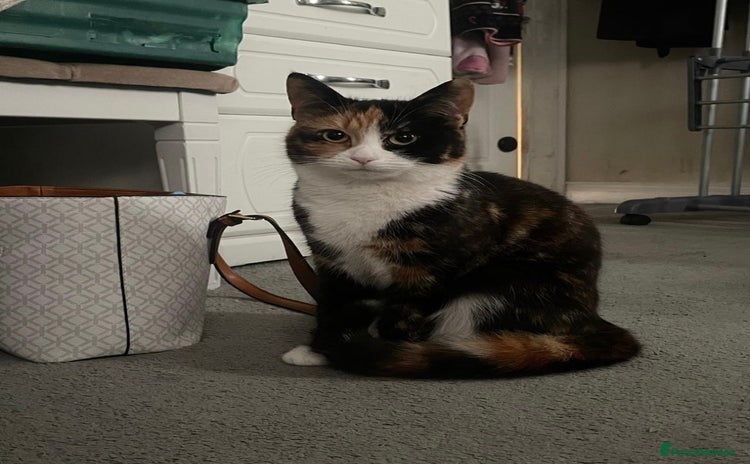 Domestic Shorthair cats - Advert 1