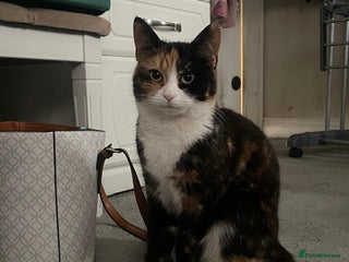 Domestic Shorthair cats for sale - Advert 1