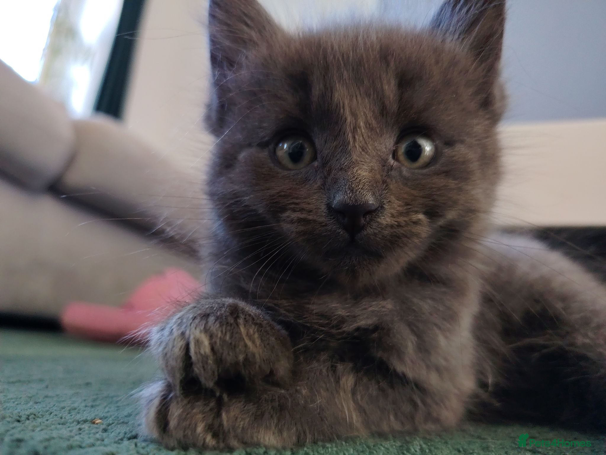 Mixed Breed cats Ragdoll cross  - Advert 1