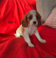 Cavalier King Charles Spaniel dogs Gorgeous Cavalier King Charles Spaniel puppies - Advert 2
