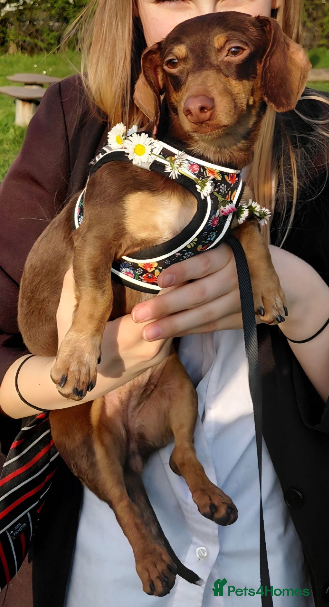 Miniature Dachshund dogs Female Chocolate & Tan Short Haired Toy Miniature - Advert 7