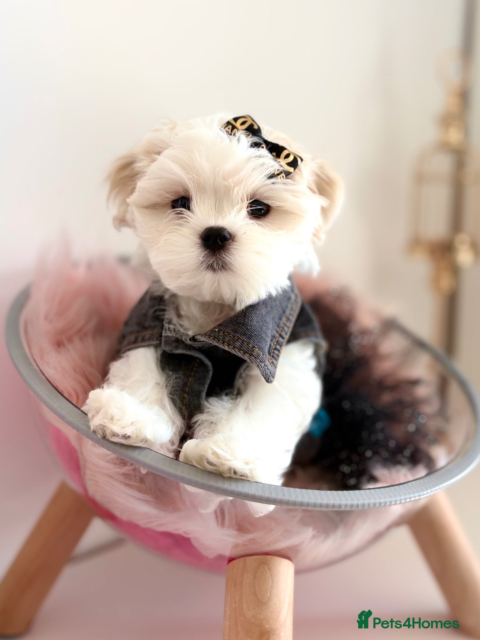 Maltese dogs 🎀 Last Tiny Korean Maltese Girl Available 🎀 - Advert 2