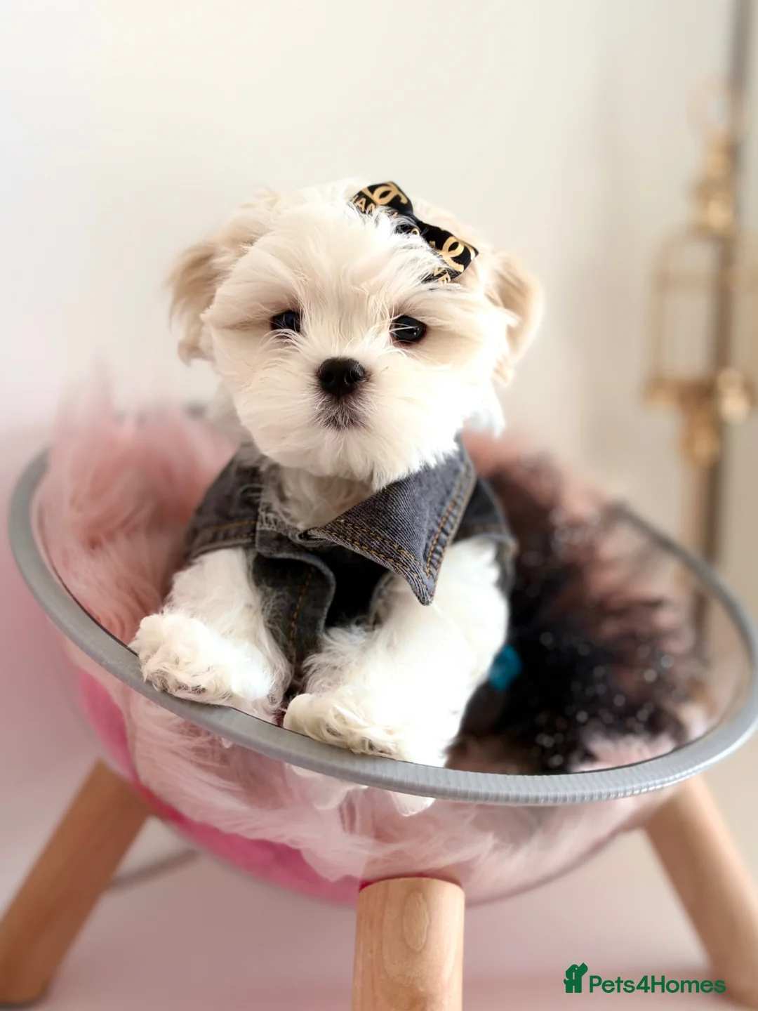 Maltese dogs for sale: 🎀 Last Tiny Korean Maltese Girl Available 🎀 - Advert 2