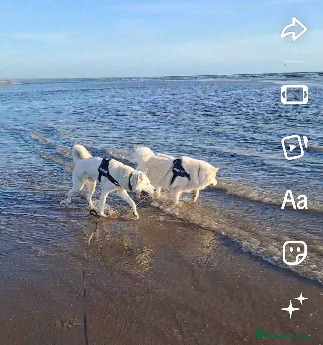 Huskita dogs 2 year old male 1st generation huskita.  - Advert 1