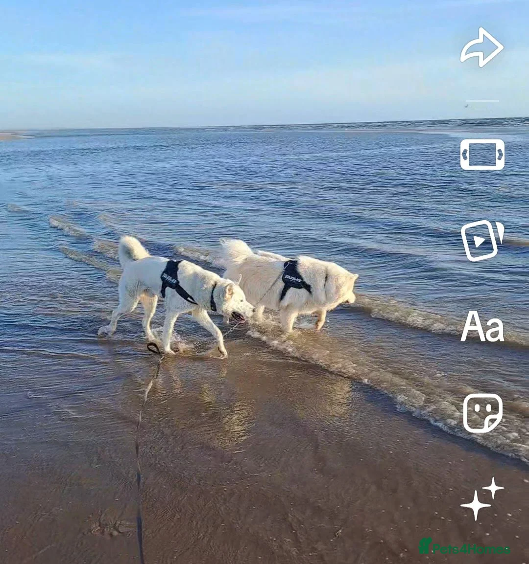 Huskita dogs for sale: 2 year old male 1st generation huskita.  - Advert 1