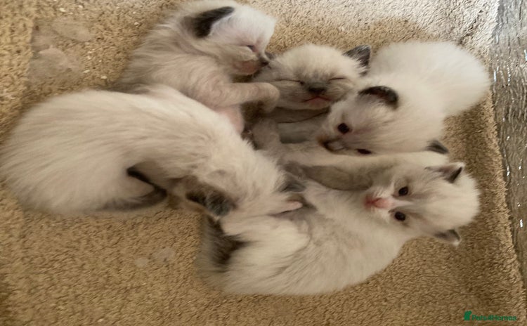 Ragdoll cats in Boston - Advert 2