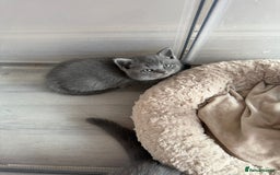 British Shorthair cats for sale: Pedigree BSH Last Female kitten ready to go!! - Image 25