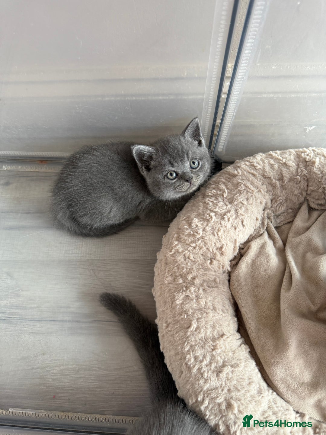 British Shorthair cats for sale: Pedigree BSH Last Female kitten ready to go!! - Image 25