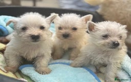 West Highland Terrier dogs for sale: West highland terrier  - Image 2